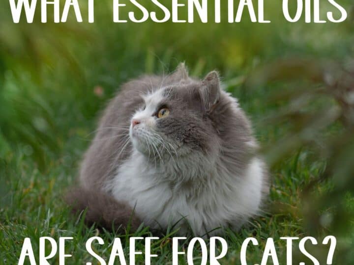 what essential oils are safe for cats 1