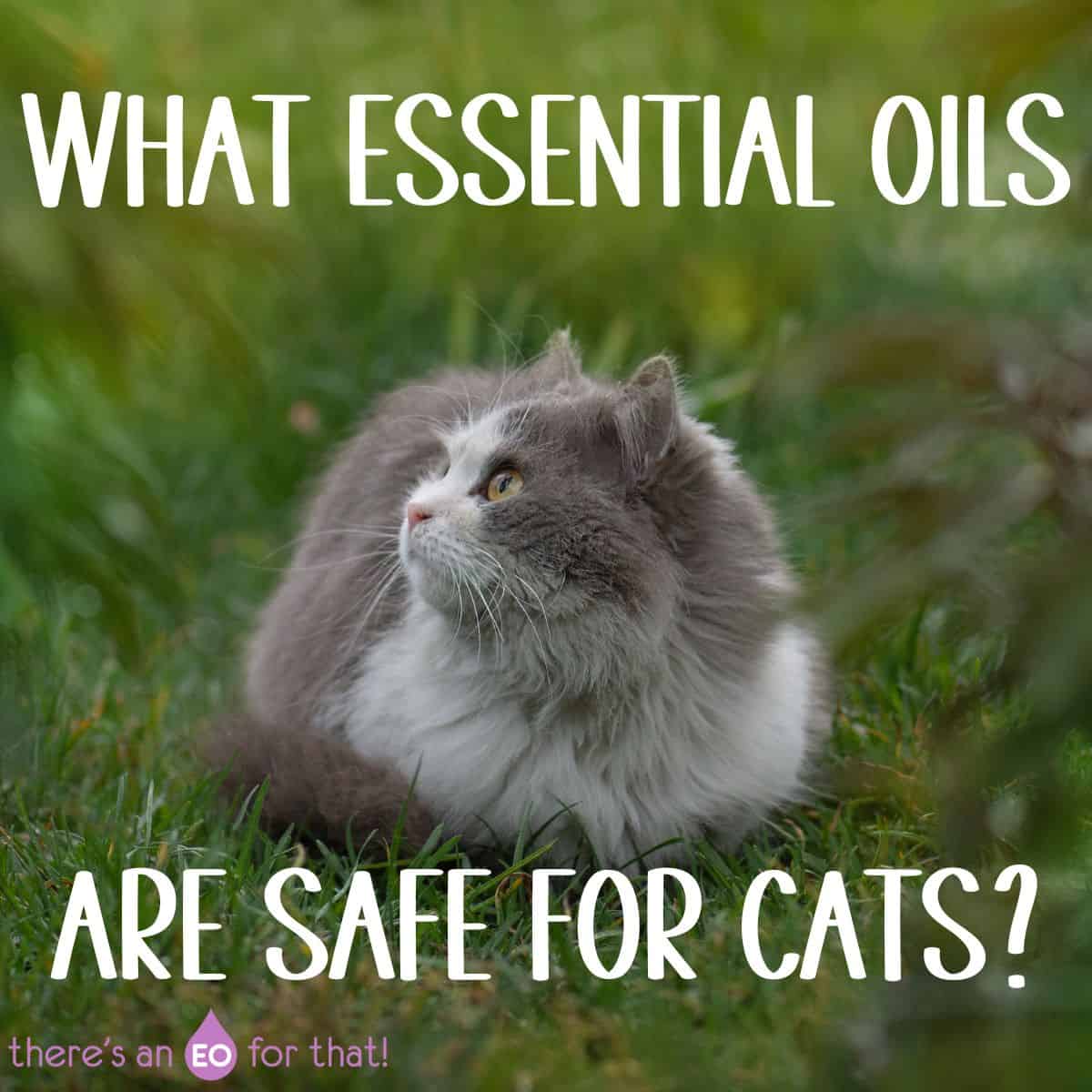 what essential oils are safe for cats 1